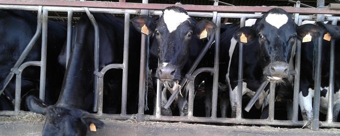 Vacas