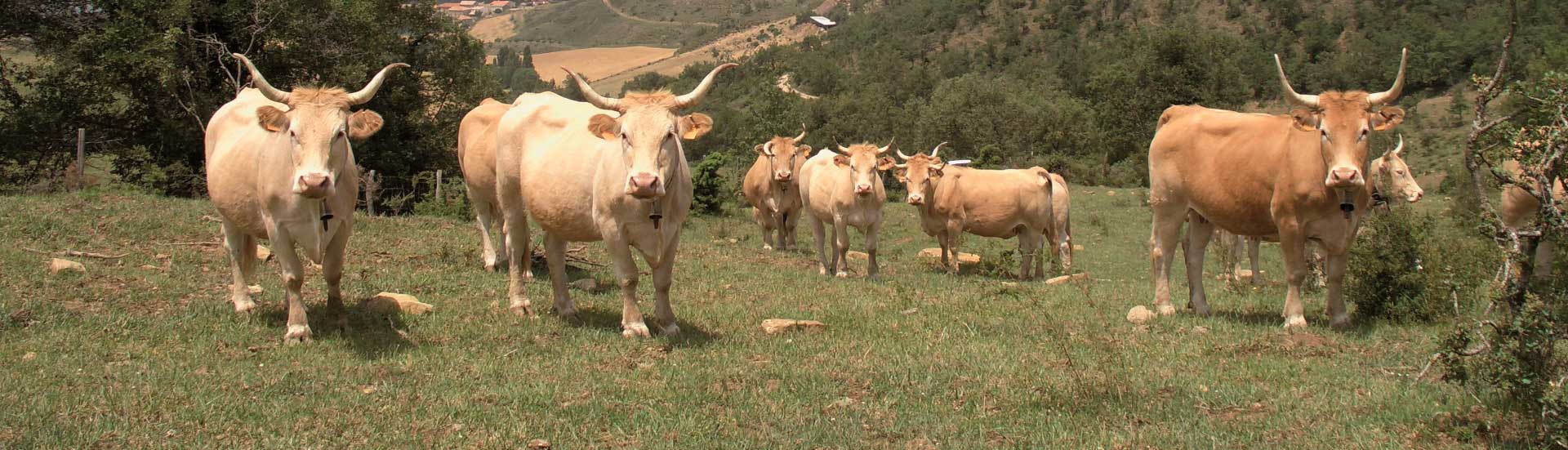 Lanzamiento de la red europea BovINE