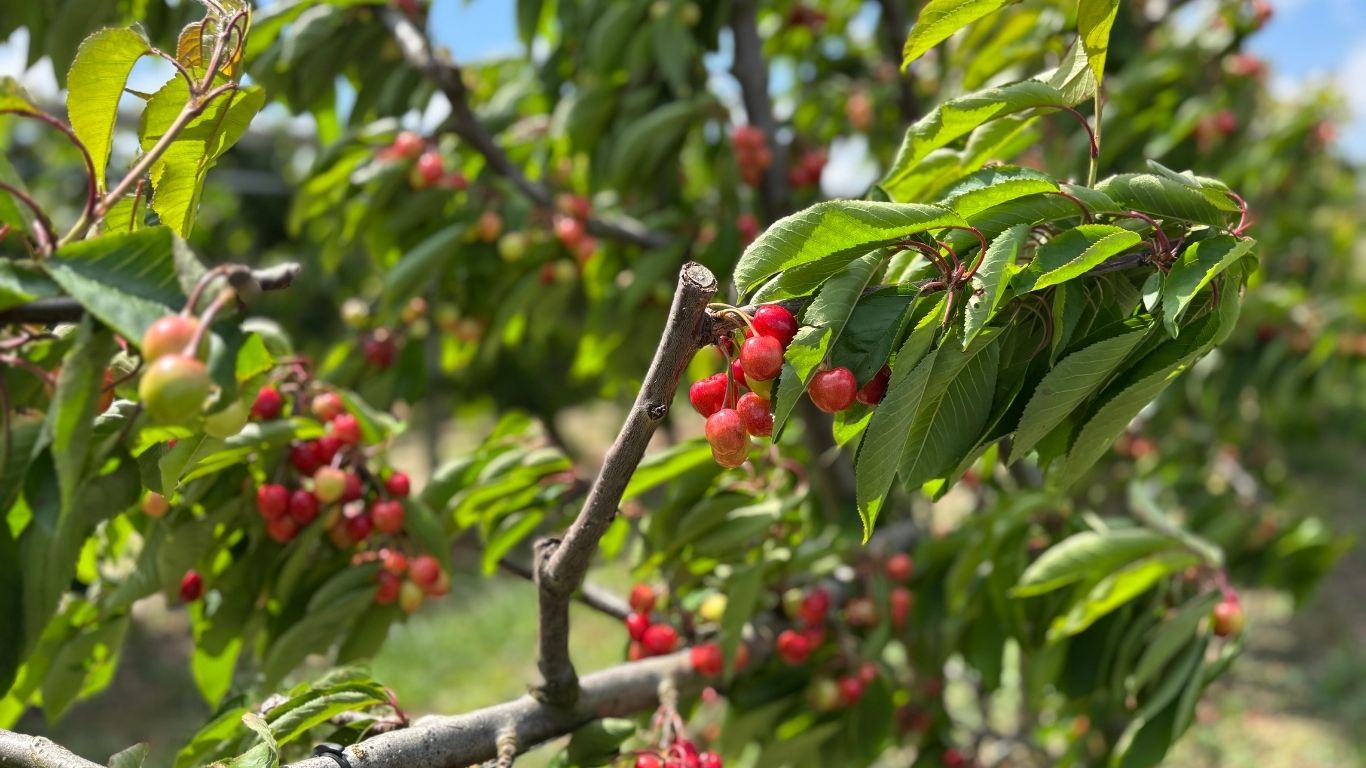 cereza intia