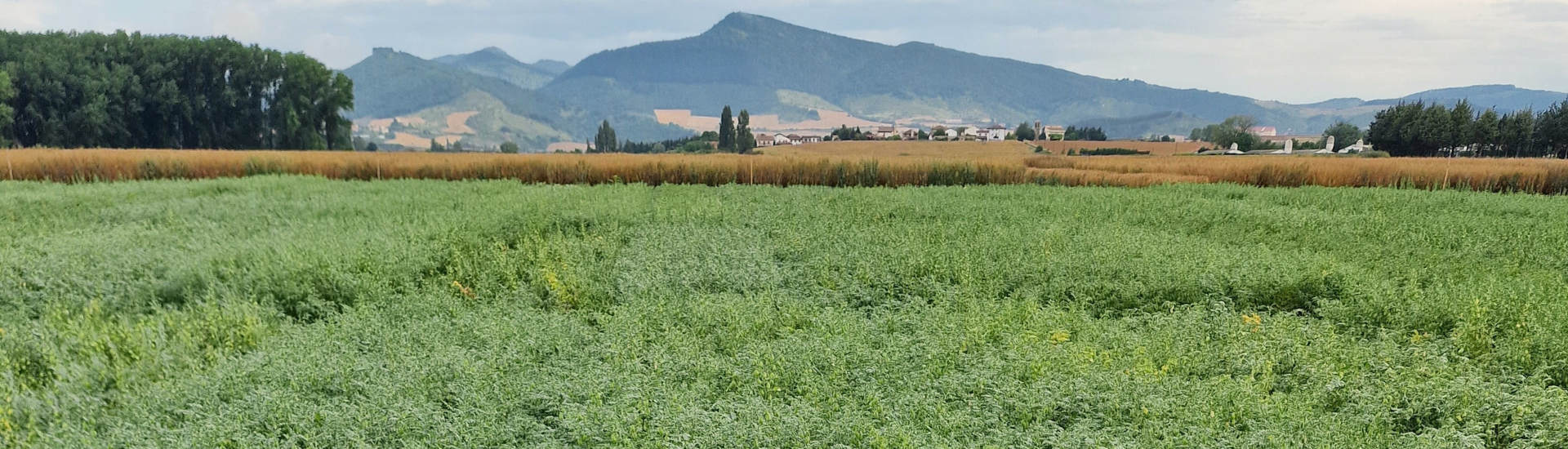 leguminosas garbanzo INTIA