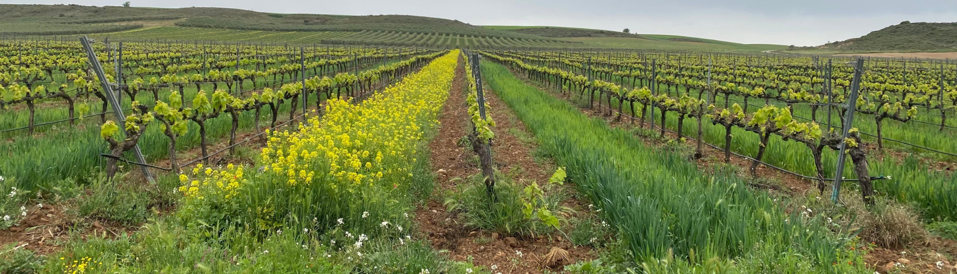 liviñg soil VIÑEDO