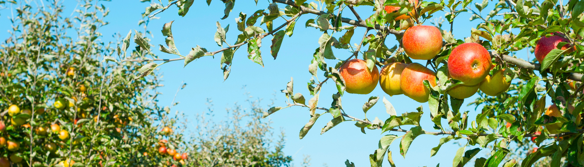 manzanas