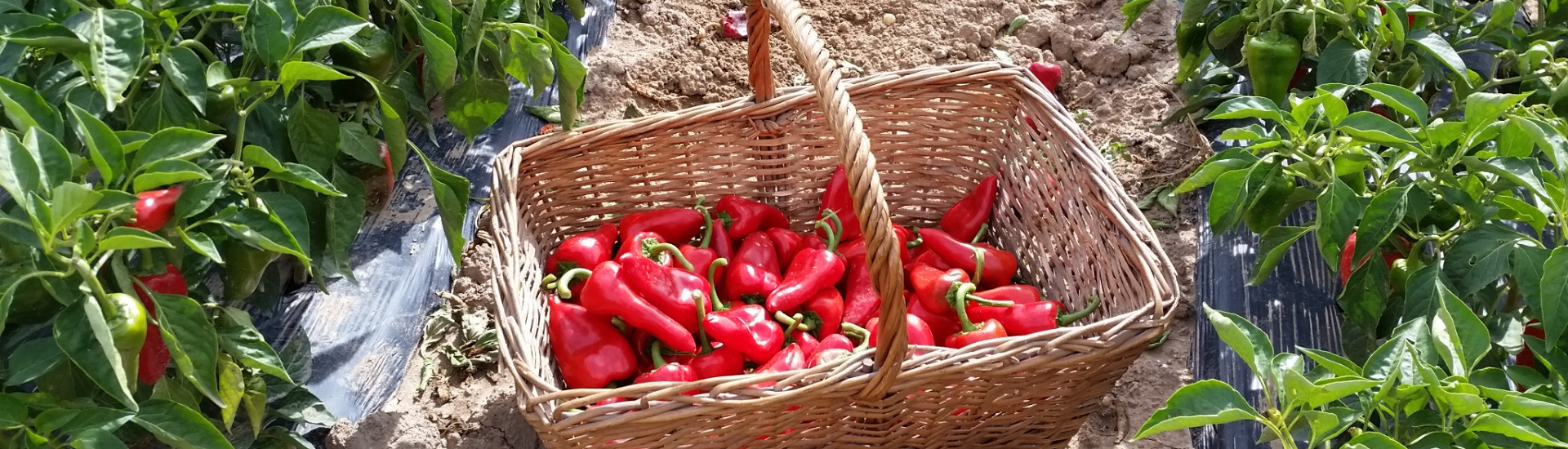 pimiento piquillo sincap