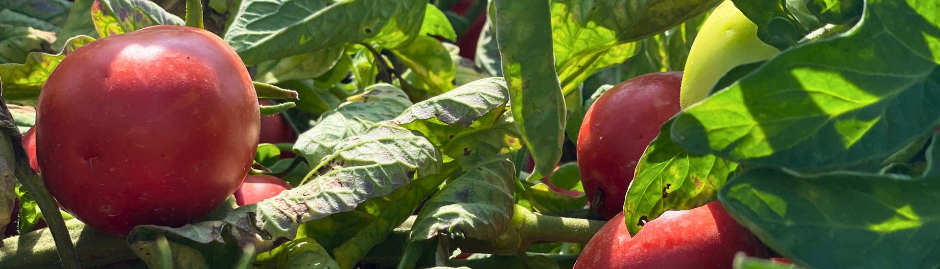 tomate de industria