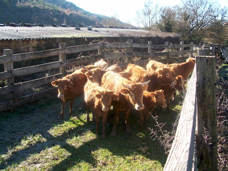 vacaBetizus-sastoyaA.Segura