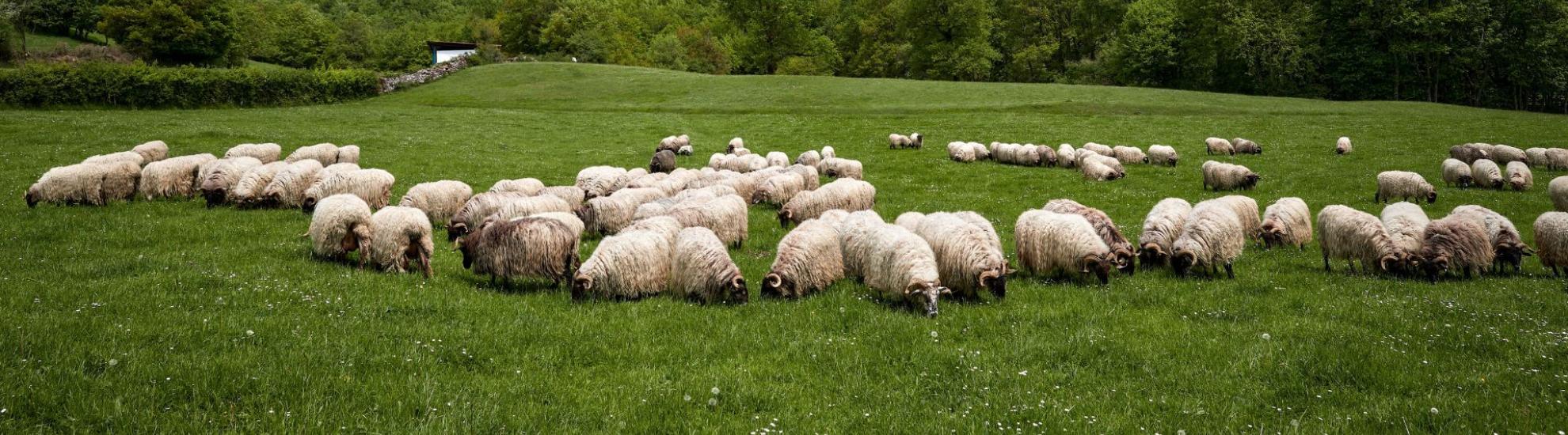 Más ovejas en nueve años