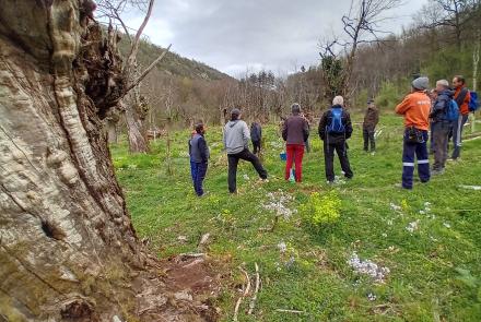 castaño en larraul