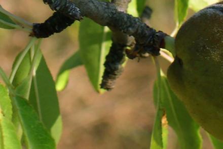 AlmendroFrutoEnArbol