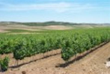 Próximas Jornadas INTIA sobre viticultura