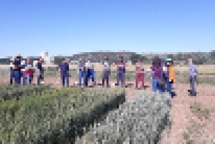 Profesionales de la agricultura visitan los ensayos de cereal ecológico de INTIA