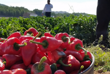 Pimiento del Piquillo de Lodosa INTIA