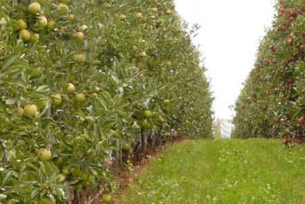 manzana ecológica