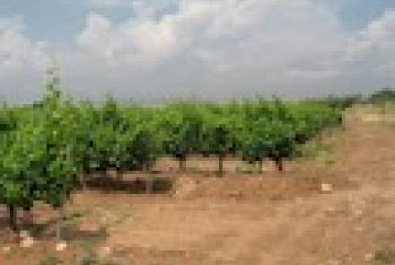 INTIA continúa organizando jornadas de formación vitivinícola