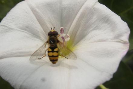 fauna auxiliar