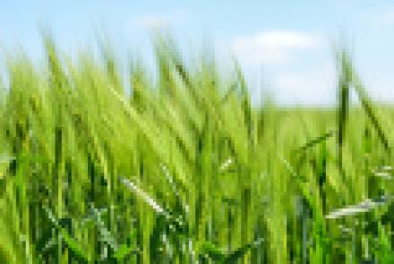 Dos centenares de profesionales agrícolas han recibido formación de INTIA sobre las enfermedades que afectan a los cereales