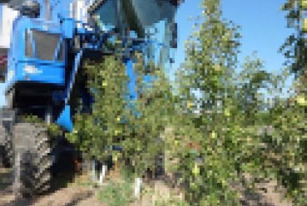 INTIA organizó una jornada de demostración de recolección de fruta dulce con destino a industria