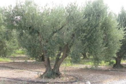 Olivo