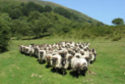 Visita de ganaderos catalanes a la finca experimental que INTIA tiene en Roncesvalles