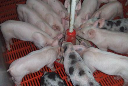 INTIA pone en marcha un plan formativo sobre bioseguridad en granjas de porcino