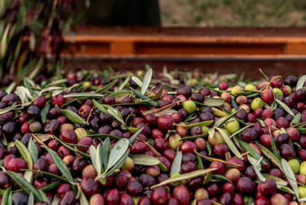 recogida aceituna NAVARRA INTIA