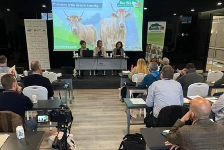 bovine navarra