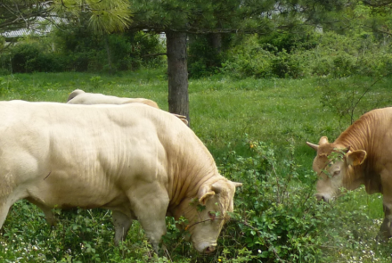 VACUNO CARNE INTIA