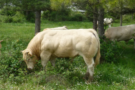 bovine