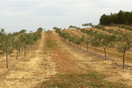 olivar INTIA