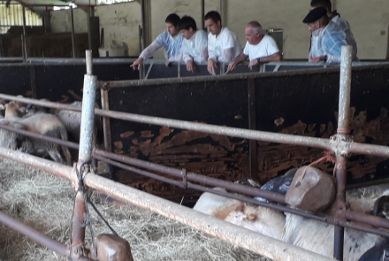 ovino curso