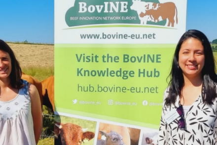 BOVINE INTIA