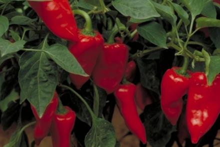 piquillo lodosa