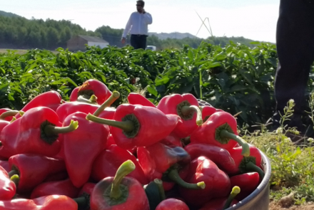 piquillo
