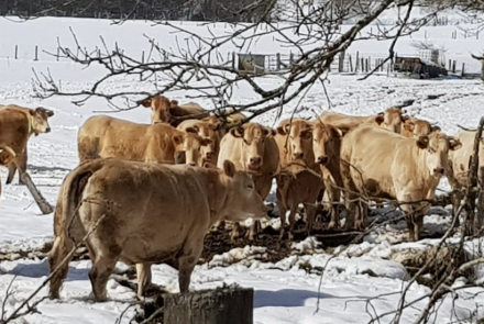 BOVINE INTIA