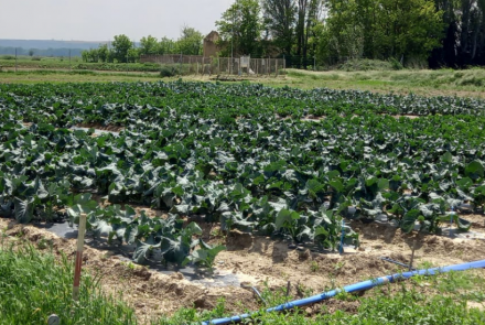 hortícolas INTIA