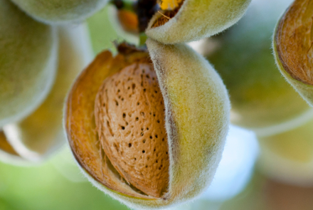 almendro INTIA