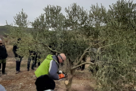 olivos navarra