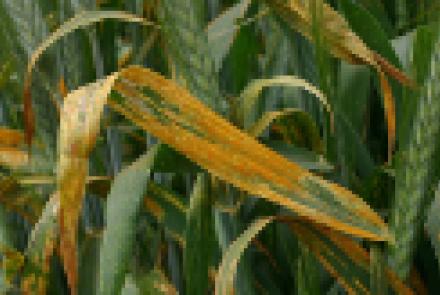 Profesionales de la agricultura analizan en INTIA la mejor estrategia para el control de la roya en trigo