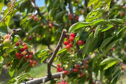 cereza intia