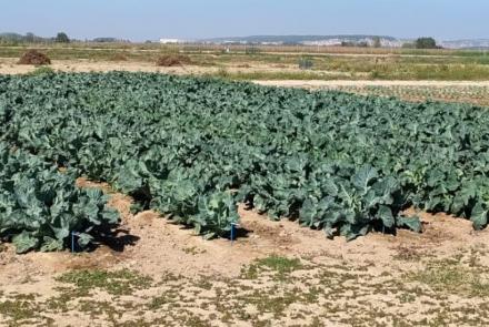 hortícolas