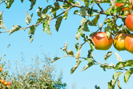 manzanas