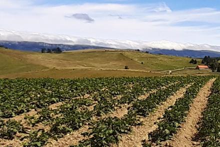 patata remendia INTIA