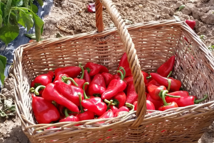 pimiento piquillo sincap