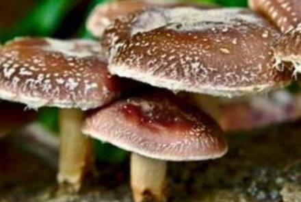 Setas shiitake