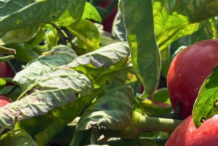 tomate de industria